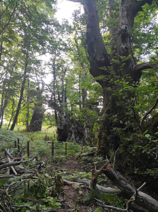 Agriturismo Difesa Del Monte 格里索利亚 外观 照片